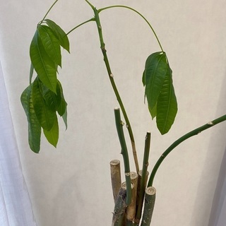 植木　無料　パキラ約165cmの画像