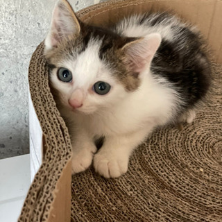 ふく ♂