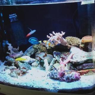 海水魚、2匹