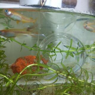 【交渉中】MIXめだか 10匹 ♪稚魚や卵もOK♪の画像