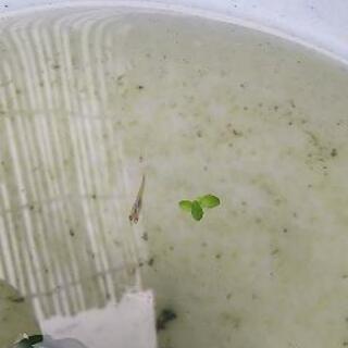 【交渉中】MIXめだか 10匹 ♪稚魚や卵もOK♪の画像