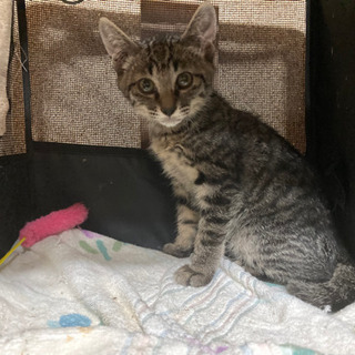 子猫の兄弟、2匹まとめて貰ってください！