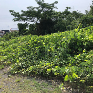 【決まりました】向田町の草刈りおねがします！！