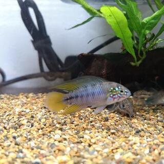 アピストグラマ　ボレリーオパール稚魚　5匹