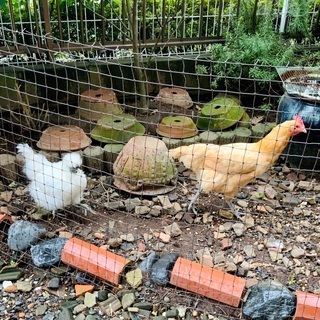 烏骨鶏  名古屋コーチン2羽ともメス (ペットとして大切に飼って...