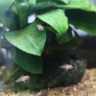 アピストグラマ　ボレリーオパール稚魚　5匹の画像