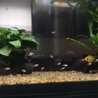 アピストグラマ　ボレリーオパール稚魚　5匹の画像