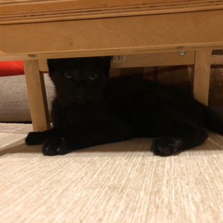 助けて下さい