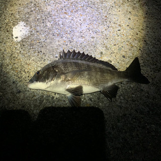 来週釣り行ける人or平日のみ🙏 - 厚木市