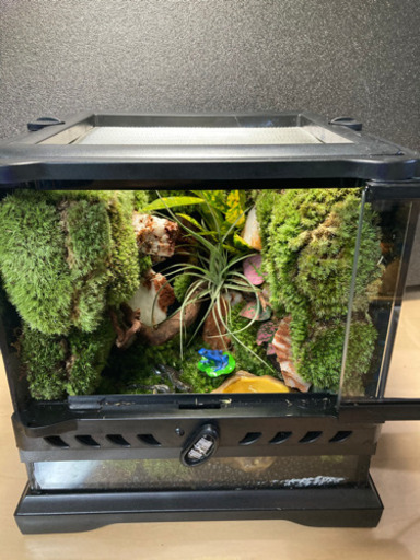 イモリ・カエル飼育にオススメ！！コケリウム・パルダリウム完成品★