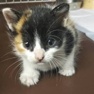 子猫だらけ！in瀬戸 ★猫の臨時譲渡会～ちーむ にゃいんず 2021年7月10日（土）開催 - 瀬戸市