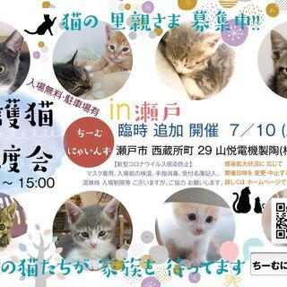 子猫だらけ！in瀬戸 ★猫の臨時譲渡会～ちーむ にゃいんず 2021年7月10日（土）開催 − 愛知県