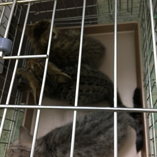 助けてください。キジトラ4匹サバトラ1匹の5兄弟