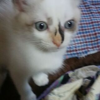 息栖神社に置き去りにされた仔猫2匹の里親さんを募集いたします。の画像