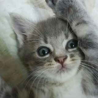息栖神社に置き去りにされた仔猫2匹の里親さんを募集いたします。 - 猫