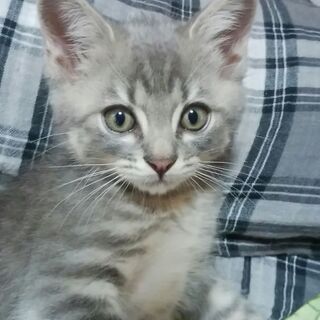 息栖神社に置き去りにされた仔猫2匹の里親さんを募集いたします。 − 茨城県