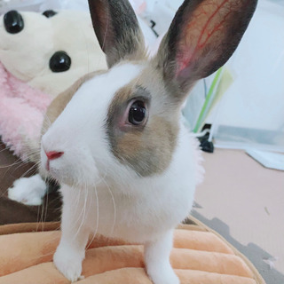 うさぎ　男の子