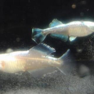 メダカ　ドラゴンブルー　未選別稚魚　8匹+α