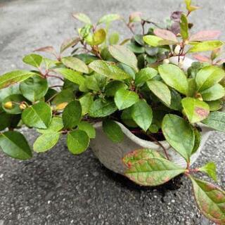 売りきれ★チェッカーベリー🍓とラベンダー鉢植えの画像