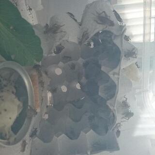 イエコオロギ増えすぎたので格安販売の画像