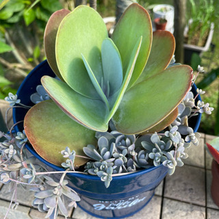 多肉植物　デザートローズ　子持ち蓮華の画像