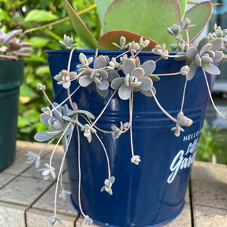 多肉植物　デザートローズ　子持ち蓮華の画像