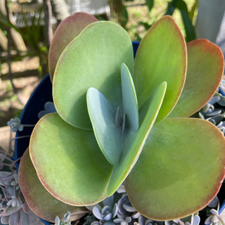 多肉植物　デザートローズ　子持ち蓮華の画像