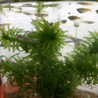 取引中メダカ　15匹位　水草もお付けしますの画像