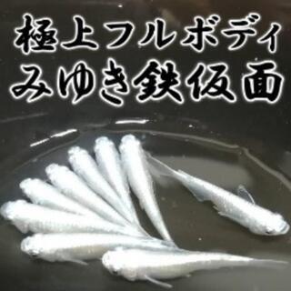 極上フルボディみゆき鉄仮面めだかの稚魚