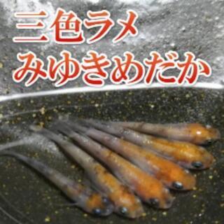 三色ラメみゆきめだかの稚魚と、その卵