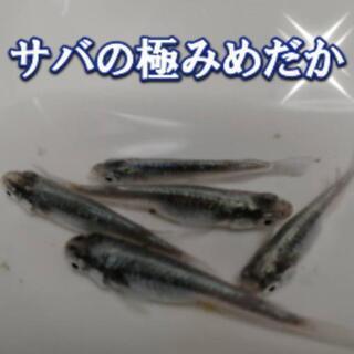 サバの極みめだかの稚魚