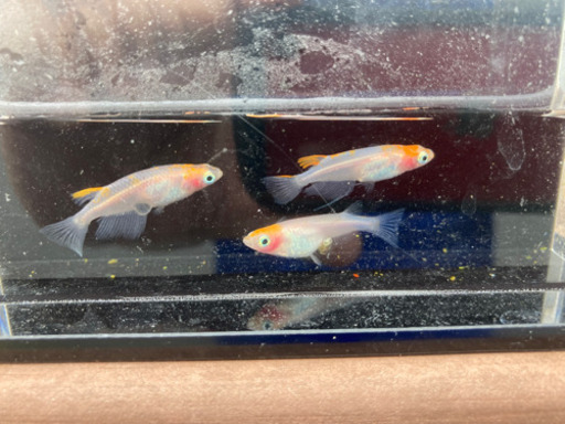 ⭐️風雅⭐️紅白透明鰭長　めだか