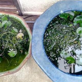 水草アナカリス（金魚藻 オオカナダモ） 約25cｍ10本100円...