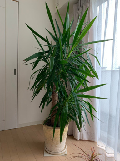ユッカ　観葉植物　大型