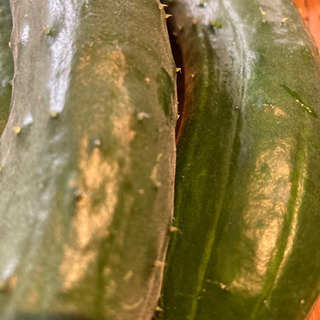新鮮無農薬野菜セットの画像