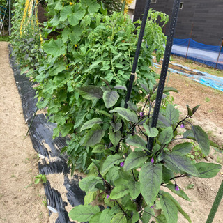 新鮮無農薬野菜セットの画像