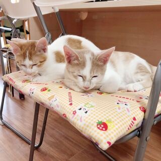 【大多喜町】《月給22万円以上～可能！ 》 ＼ 猫とヤギとはたらくグループホーム！ ／個性豊かな動物スタッフたちがあなたの同僚！？ウワサの人が集まる福祉施設！ 職場環境の良さ抜群のグループホームでにゃんび～り働きませんか？の画像