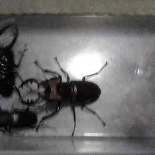 天然採集、クワガタ無料であげます。の画像