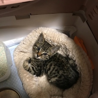 超おすすめ甘えん坊