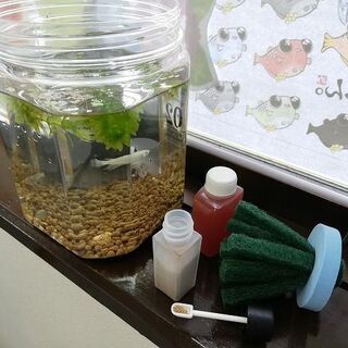 メダカ育成セットです(^^♪