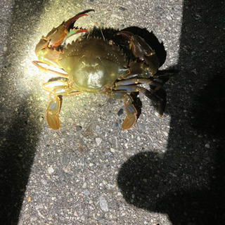ワタリガニすくい 連れて行って下さい。愛知県 - 碧南市