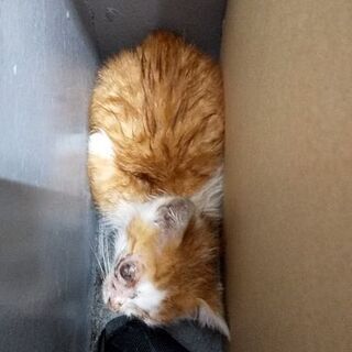 猫ちゃんを保護しました（届け出済）