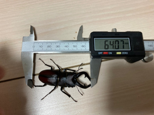 ノコギリクワガタ♂ アゴ太　64mm  中山産