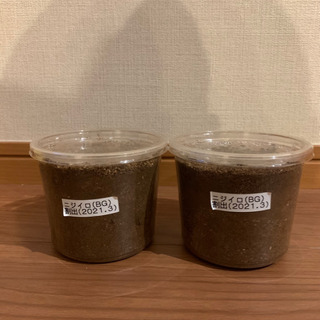 ニジイロクワガタ ブルーグリーン 3令幼虫の画像