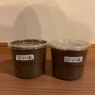 ニジイロクワガタ（王紫血統）パープルホワイトアイ 初令幼虫の画像