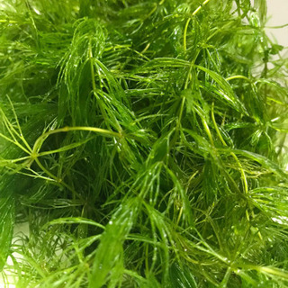 水草　マツモ　金魚やメダカ水槽にの画像