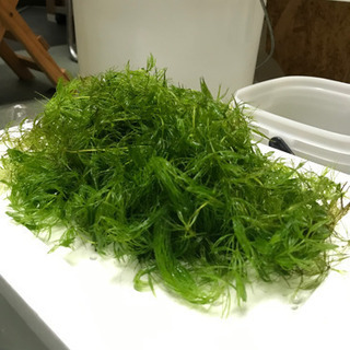 水草　マツモ　金魚やメダカ水槽にの画像