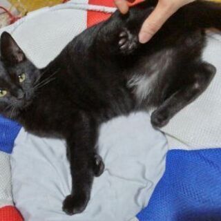 　✨9月20生まれの可愛い黒猫兄妹✨　 - 里親募集