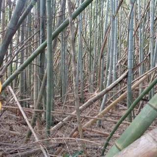 放置竹林でお困りではないですか？？