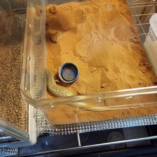 オセラータスキンク(サンドフィッシュ)